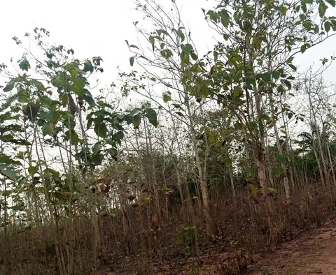 4 hectares à Tori Cada