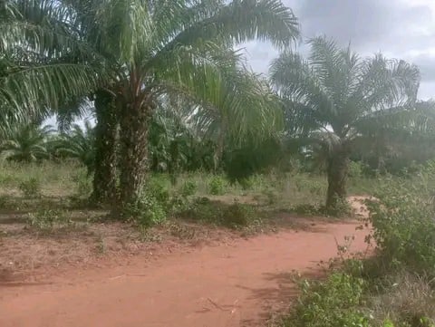 4 hectares à Tori Cada