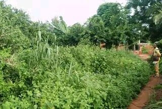 FB_IMG_17196703156102374