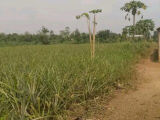 FB_IMG_17198611594910342-1