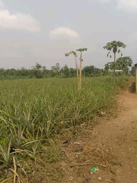 A vendre parcelle à Calavi Aganmadin