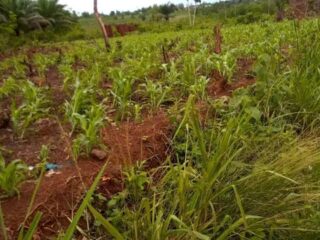 FB_IMG_172085973127855301