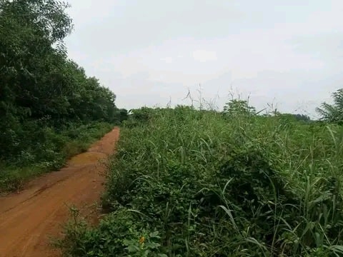 A vendre parcelle à Zopah Marché